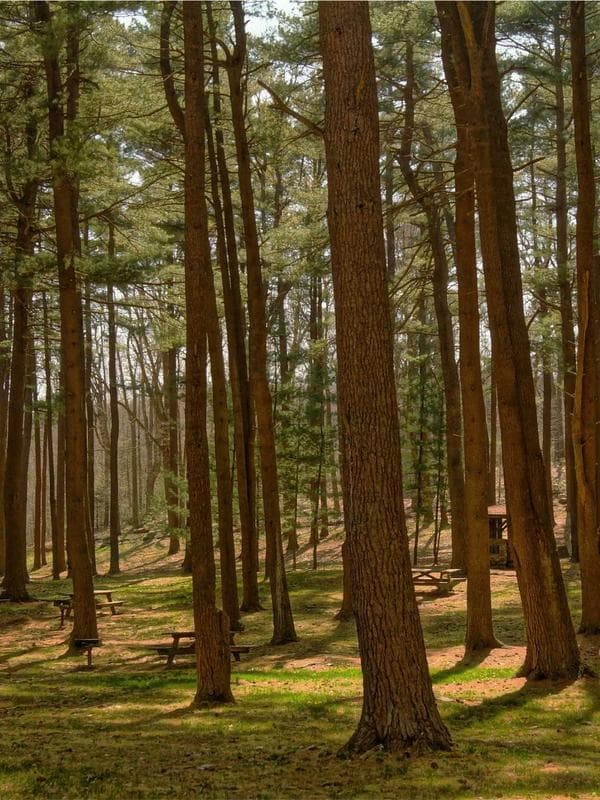 Linen Wide-Leg Pants