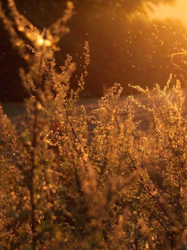 Velvet Anarkali — Wine