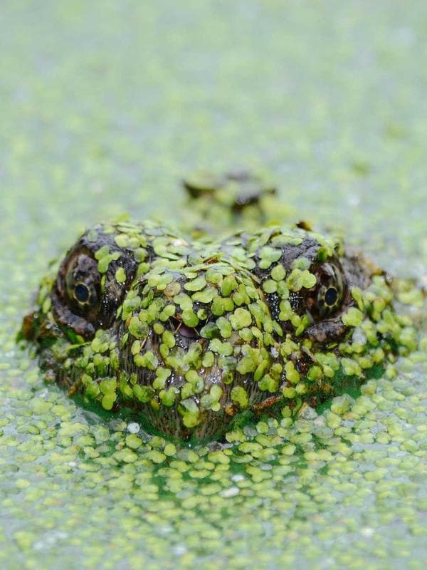 Mysore Silk Saree — Olive