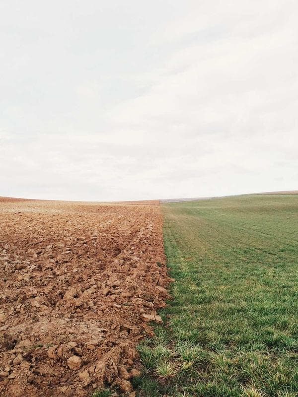 Cargo Joggers — Olive