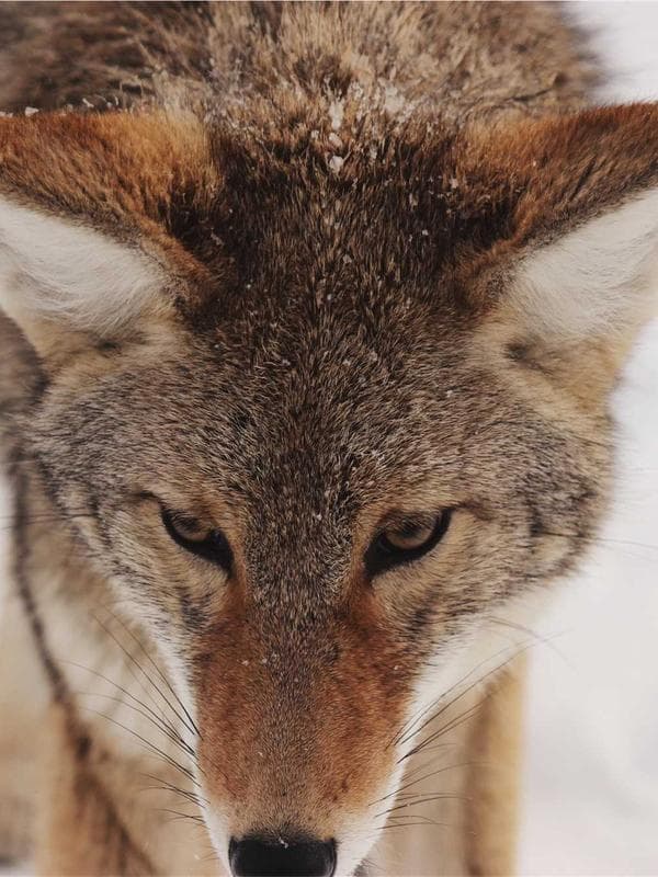 Oversized Graphic Tee — Black